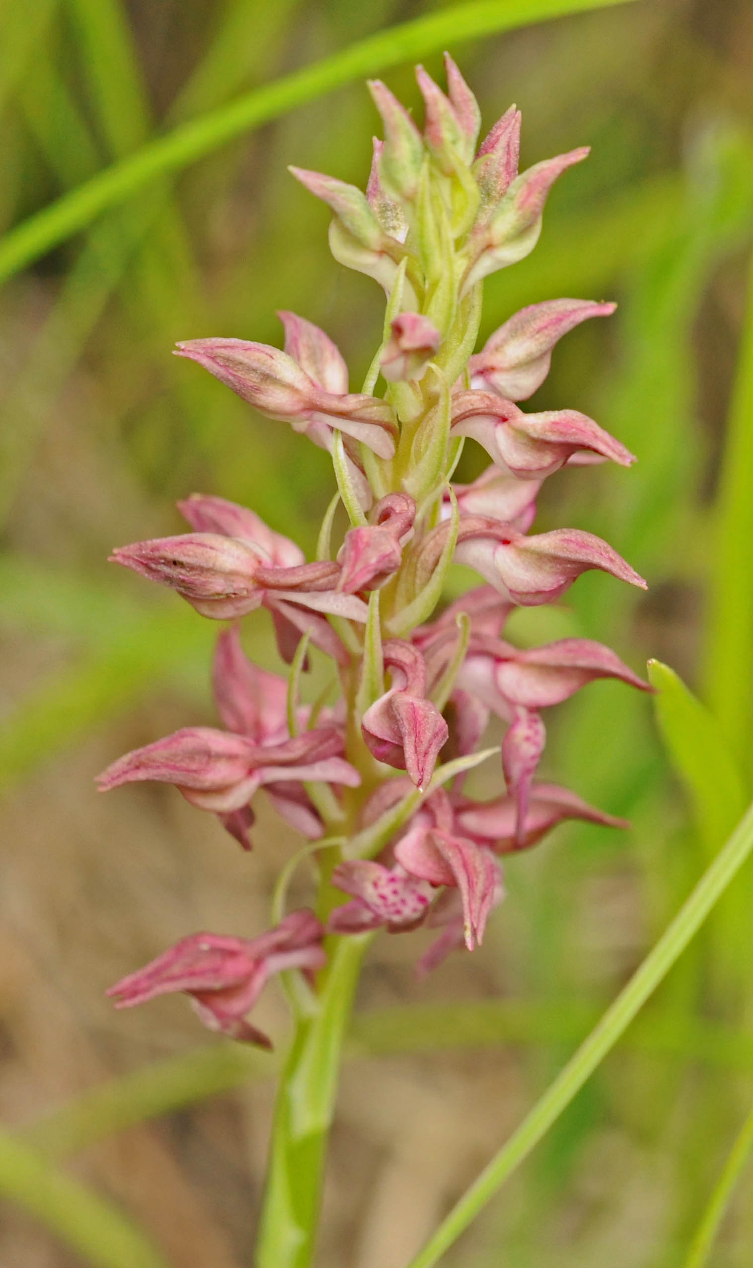 Altra Orchidea da determinare